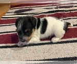 Small Photo #8 Jack Russell Terrier Puppy For Sale in BOISE, ID, USA