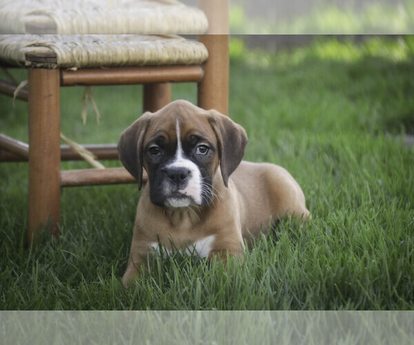 Medium Photo #8 Boxer Puppy For Sale in SHIPSHEWANA, IN, USA