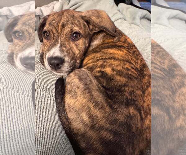 Medium Photo #2 Mutt Puppy For Sale in Mount Pleasant, SC, USA