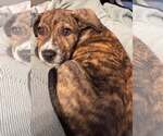 Small #1 Mutt