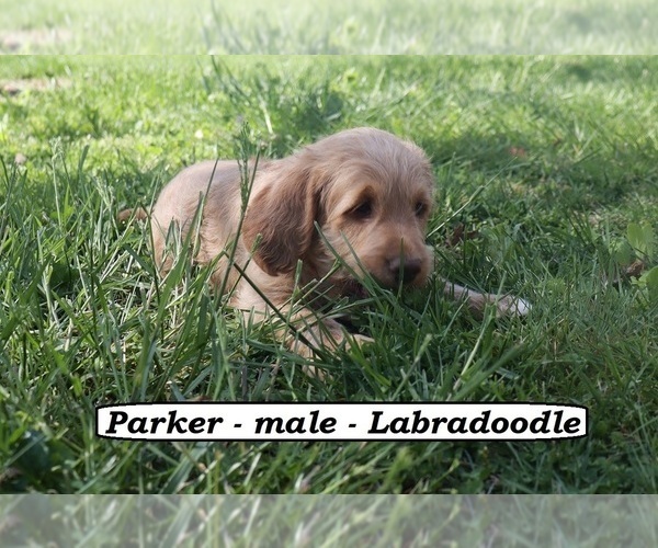 Medium Photo #6 Miniature Labradoodle Puppy For Sale in CLARKRANGE, TN, USA