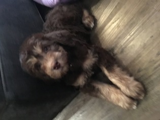 Labradoodle Puppy for sale in PLANO, TX, USA