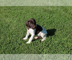 German Shorthaired Pointer Puppy for sale in SCHDY, NY, USA