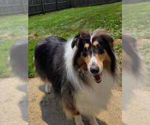 Rex adoption pending - Male Collie Dog for Adoption - Photo #2