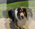 Small #1 Collie