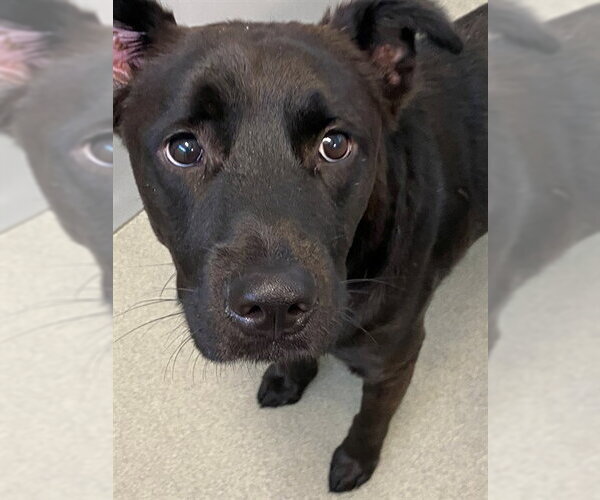 Medium Photo #1 Labrador Retriever Puppy For Sale in Fayetteville, NC, USA