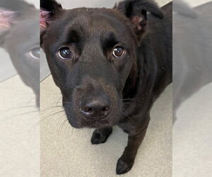 Labrador Retriever Dogs for adoption in Fayetteville, NC, USA