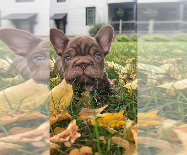 Medium Photo #1 French Bulldog Puppy For Sale in PEWAUKEE, WI, USA