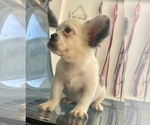 Small #5 French Bulldog