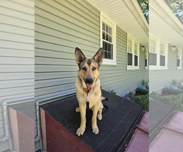 Medium Photo #1 German Shepherd Dog-Unknown Mix Puppy For Sale in Woodbury, NY, USA