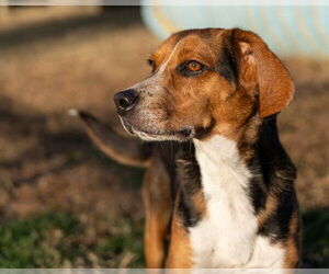 Beagle Dogs for adoption in Easton, MD, USA