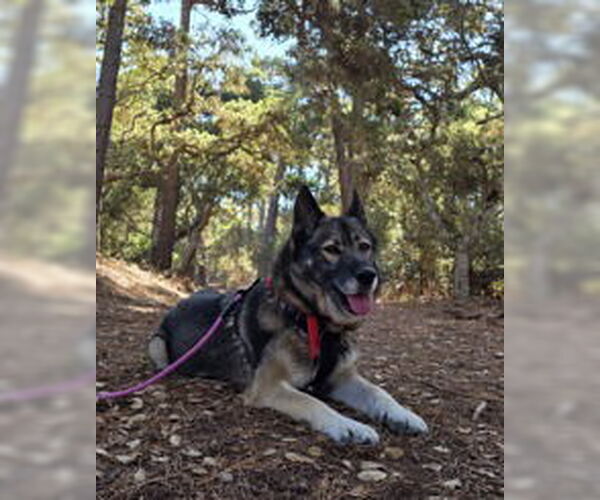 Medium Photo #13 German Shepherd Dog Puppy For Sale in Salinas, CA, USA