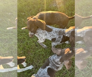 German Shorthaired Pointer Puppy for Sale in TRENTON, Florida USA