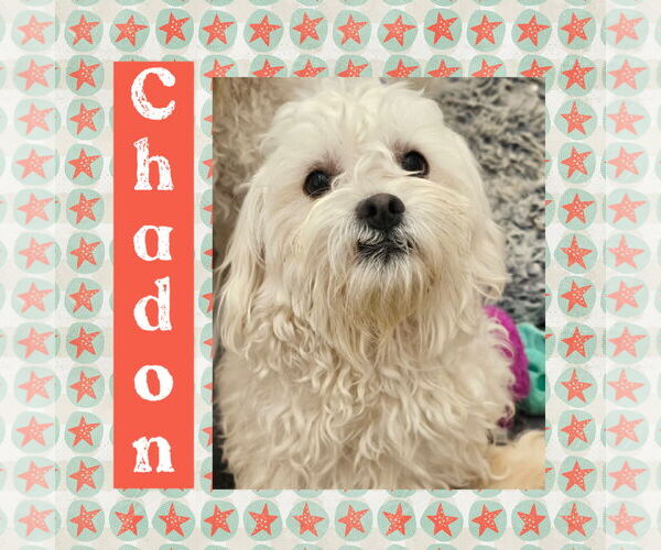 Medium Photo #1 Maltichon Puppy For Sale in Littleton, CO, USA