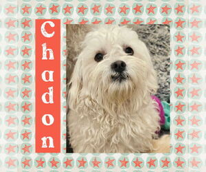 Maltichon Dogs for adoption in Littleton, CO, USA