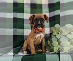Small Photo #4 Boxer Puppy For Sale in KIRKWOOD, PA, USA