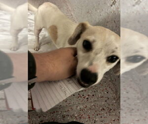 Chihuahua Dogs for adoption in Fort Lauderdale, FL, USA