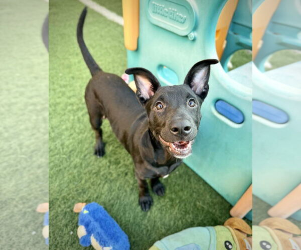 Medium Photo #13 American Staffordshire Terrier-German Shepherd Dog Mix Puppy For Sale in phoenix, AZ, USA