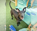 Small #12 American Staffordshire Terrier-German Shepherd Dog Mix