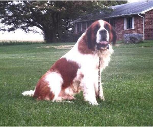 Medium Photo #1 Saint Bernard Puppy For Sale in HAGERSTOWN, MD, USA