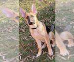 Small Photo #10 German Shepherd Dog Puppy For Sale in HEDGESVILLE, WV, USA