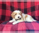 Small #8 Cavapoo