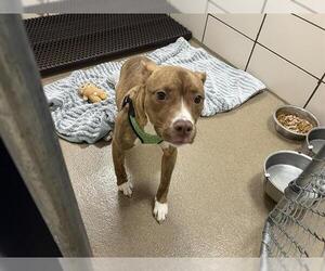 Mutt Dogs for adoption in Fort Wayne, IN, USA