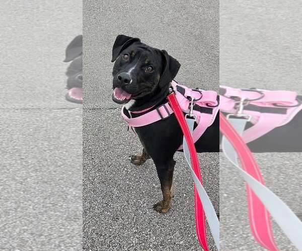Medium Photo #2 American Pit Bull Terrier-Labrador Retriever Mix Puppy For Sale in Georgetown, KY, USA