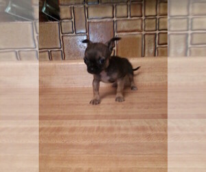 Chihuahua Puppy for sale in PALOS HILLS, IL, USA