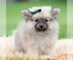 Puppy Knight Pomeranian
