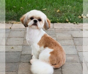 Father of the Shih Tzu puppies born on 05/03/2025