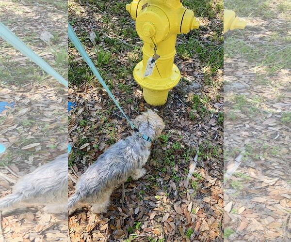 Medium Photo #6 Mutt Puppy For Sale in Valrico, FL, USA