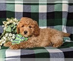 Small #1 Goldendoodle (Miniature)