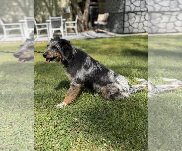 Medium Photo #4 Mutt Puppy For Sale in Yardley, PA, USA