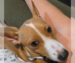 Lily - Female Chihuahua-Unknown Mix Dog for Adoption - Photo #3