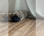Small #6 Mastiff