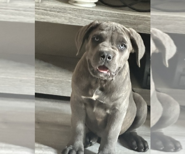 Medium Photo #1 Cane Corso Puppy For Sale in DURHAM, NC, USA