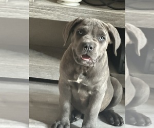 Cane Corso Puppy for sale in DURHAM, NC, USA