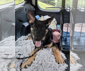 German Shepherd Dog Dogs for adoption in Sykesville, MD, USA