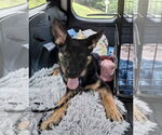 Small German Shepherd Dog