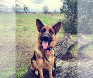 German Shepherd Dog Puppy for sale in VACAVILLE, CA, USA