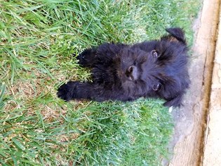 Scottish Terrier Puppy for sale in RIVERSIDE, CA, USA