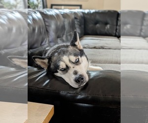 Siberian Husky-Unknown Mix Dogs for adoption in Germantown, OH, USA