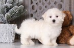 Small Photo #3 Maltese Puppy For Sale in MOUNT VERNON, OH, USA