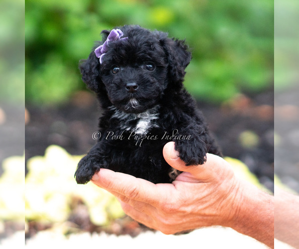 Medium Photo #52 Maltipoo (Miniature) Puppy For Sale in WARSAW, IN, USA