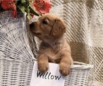 Small #3 Golden Retriever