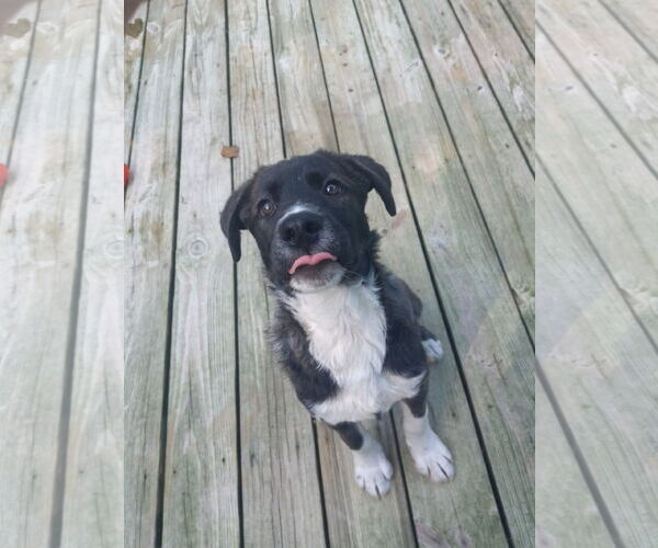 Medium Photo #12 Labrador Retriever-Unknown Mix Puppy For Sale in Murfreesboro, NC, USA