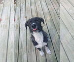 Small #11 Labrador Retriever Mix