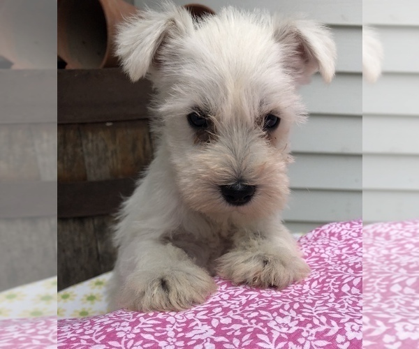 Medium Photo #1 Schnauzer (Miniature) Puppy For Sale in GOSHEN, IN, USA