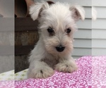 Small Photo #1 Schnauzer (Miniature) Puppy For Sale in GOSHEN, IN, USA